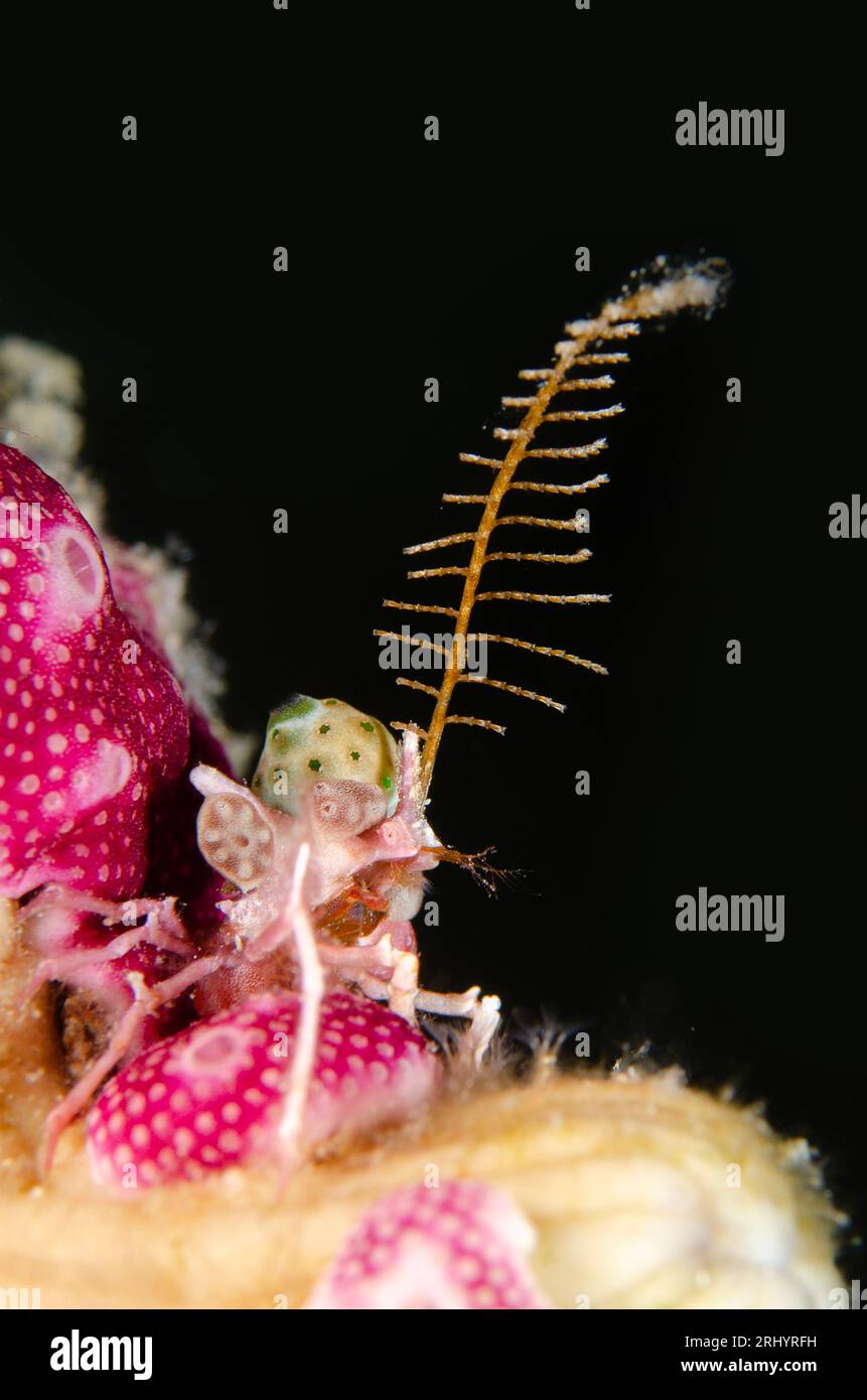 Granchio Ragno, superfamiglia Majoidea, decorata con idroide, classe Hydrozoa, immersione notturna, sito di immersione di Barracuda Rock, isola di Fiabacet, Misool, Raja Ampat, Foto Stock