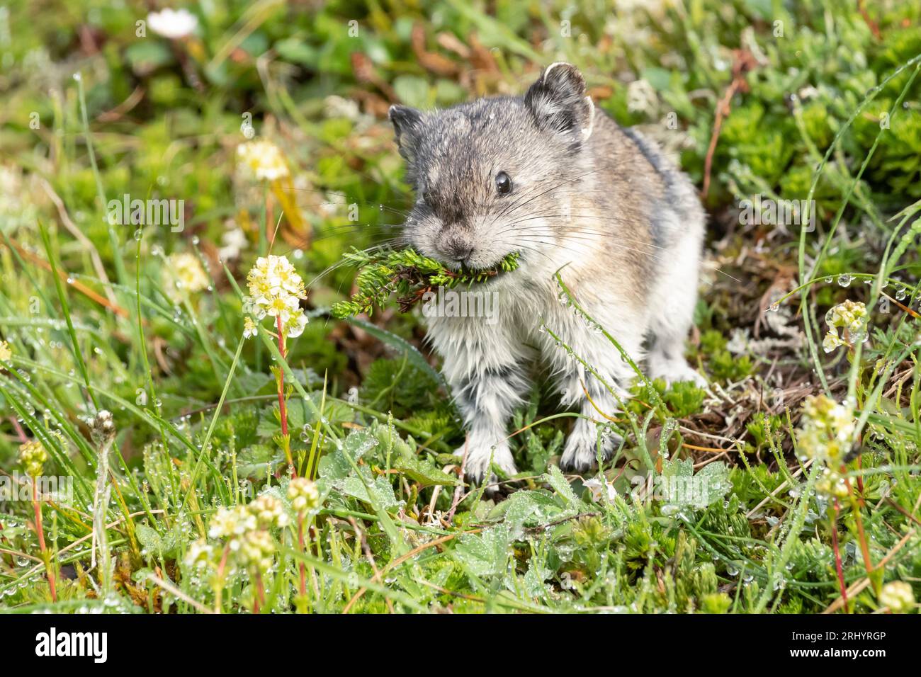 Pika collared (Rock Cony) Gathering Plants, Alaska Foto Stock