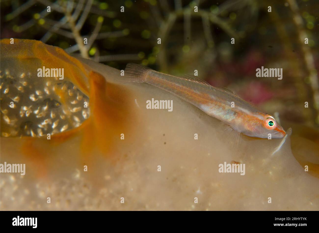 Boldingh's Ghostgoby, Pleurosicya boldinghi, On Sea Squirt, Ascidiacea Class, White Arrow dive site, Waigeo Island, Aljui Bay, Raja Ampat, West Papua, Foto Stock