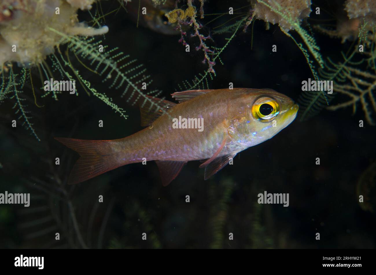 Yelloweye Cardinalfish, Ostorhinchus monospilus, White Arrow dive site, Waigeo Island, Aljui Bay, Raja Ampat, West Papua, Indonesia Foto Stock