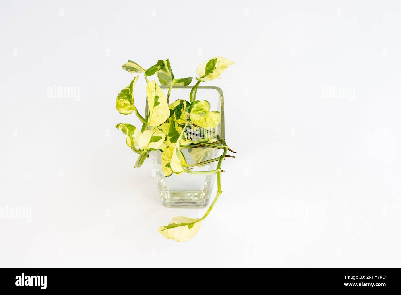 Vista dall'alto della propagazione dell'acqua di "Epipremnum Aureum N'Joy" in un vaso trasparente isolato su sfondo bianco Foto Stock