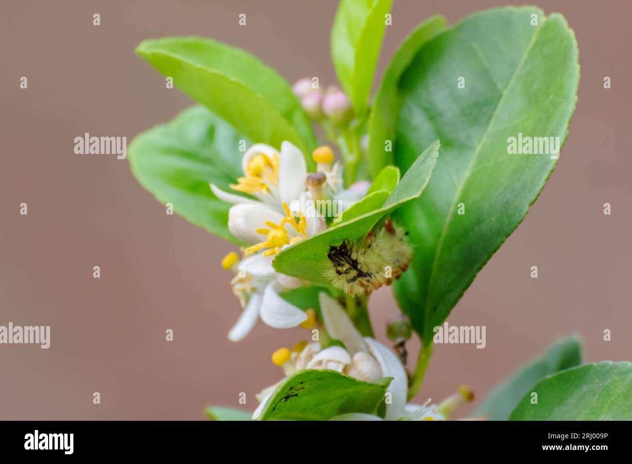 farfalla caterpillar di insetti colorata sulla natura Foto Stock