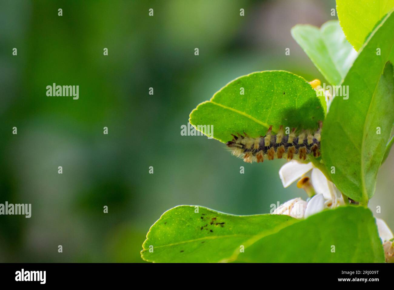 farfalla caterpillar di insetti colorata sulla natura Foto Stock