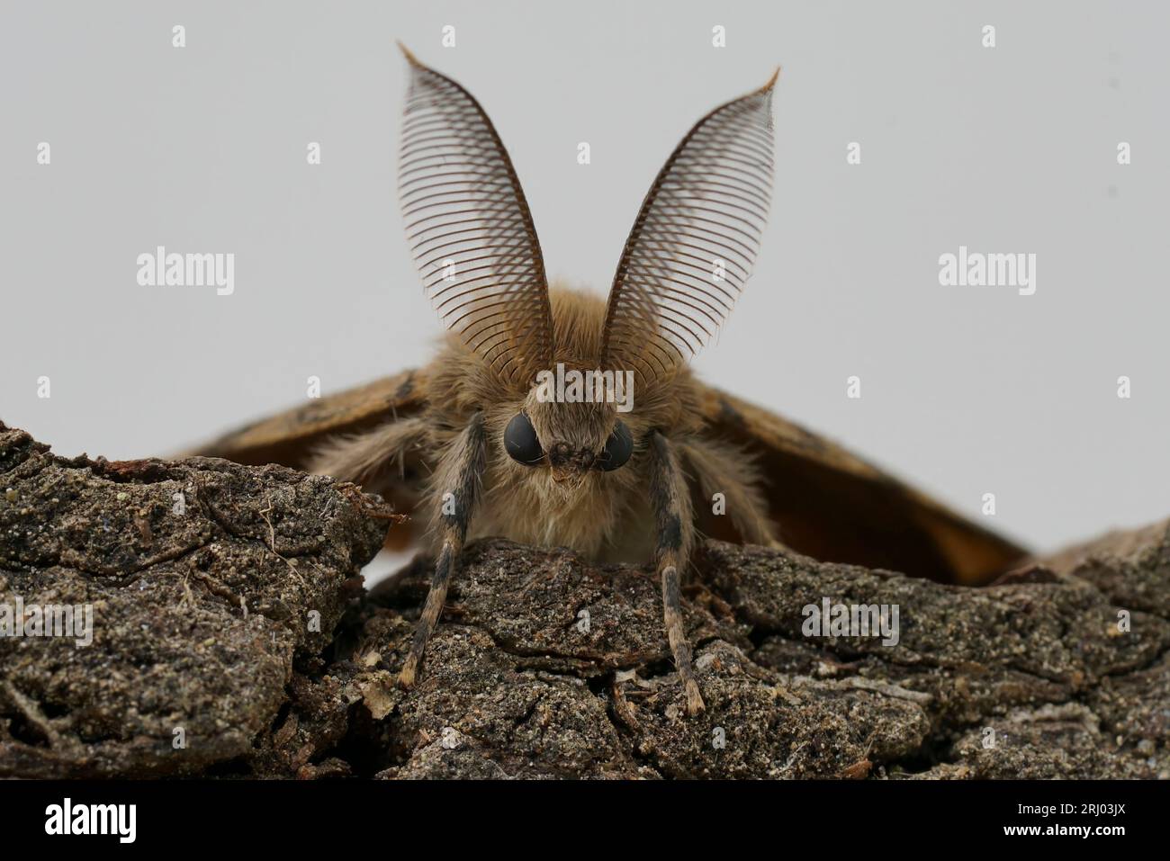 Primo piano facciale sulla zingara americana o spugnosa Moth, Lymantria dispar, su sfondo bianco Foto Stock