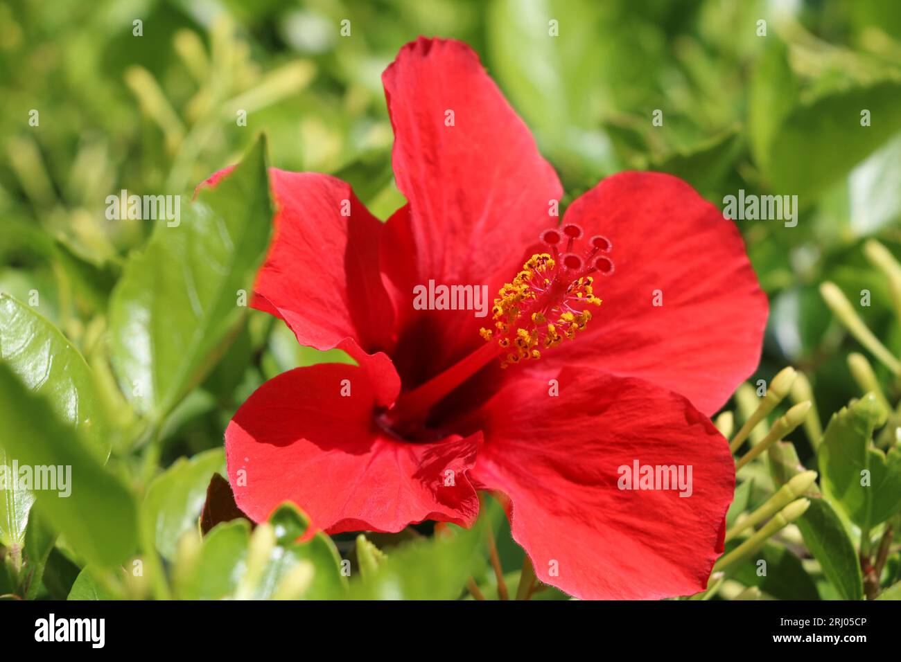 Fiore di ibisco rosso con vegetazione Foto Stock