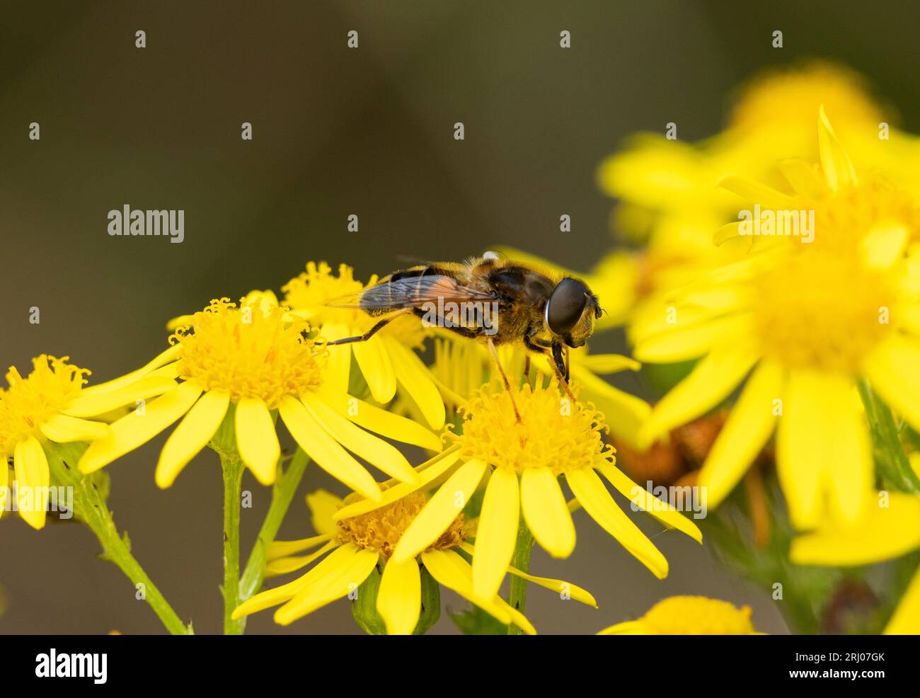 Il Drone-fly è un innocuo membro comune della famiglia hoverfly. Sono le imitazioni delle api da miele maschili e sono importanti impollinatori delle piante da fiore. Foto Stock