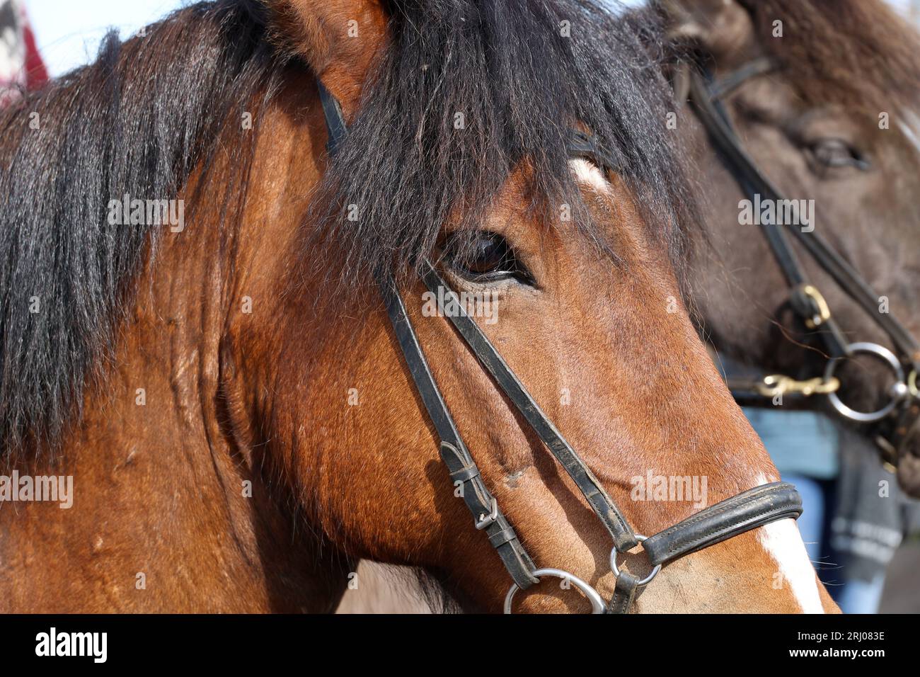 Ritratto del cavallo islandese in primo piano - Islanda Foto Stock