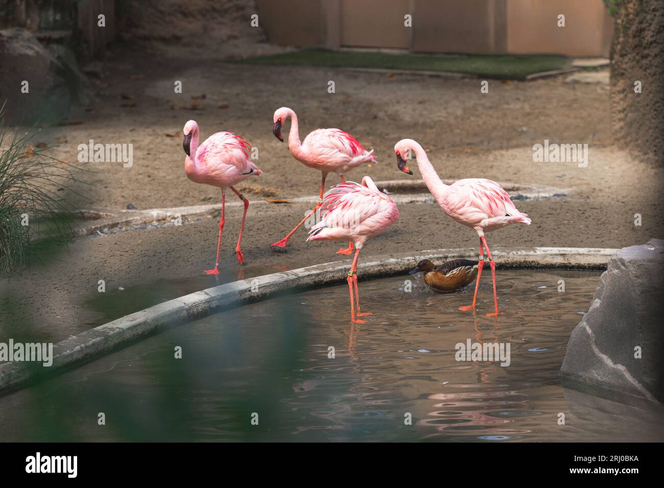 Postura elegante e vivace Plumage of the Pink Flamingo Birds. Gruppo di fenicotteri rosa in piedi in acque poco profonde Foto Stock Postura elegante e vivace Plumage of the Pink Flamingo Birds. Gruppo di fenicotteri rosa in piedi in acque poco profonde Foto Stock