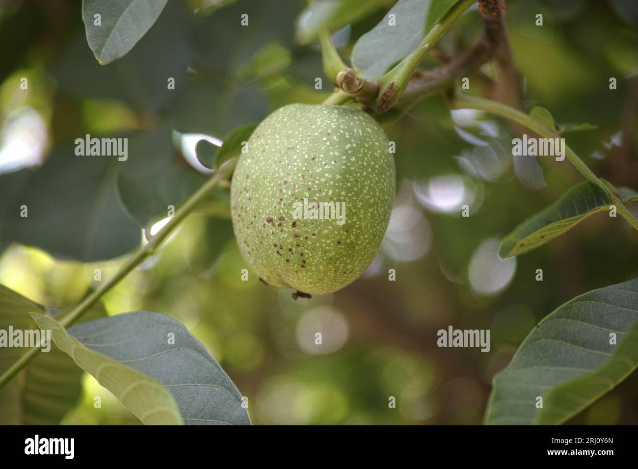 Noce non maturo che cresce su un noce. Primo piano. Foto Stock