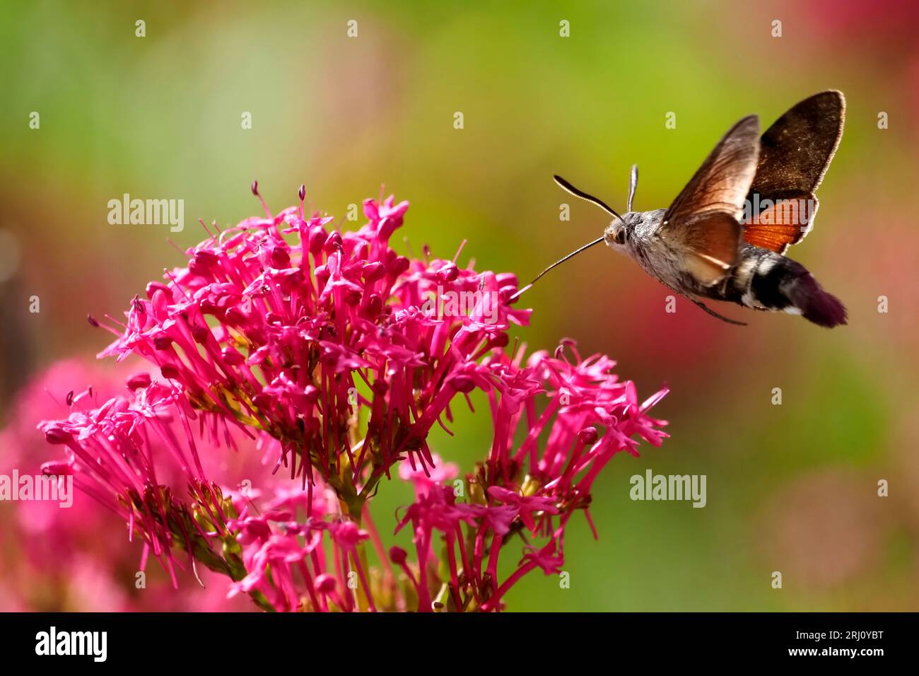 Primo piano di Hummingbird Hawk-Moth farfalla (Macroglossum stellatarum) alimentazione di fiori rossi valeriani (Centrenthus ruber) in volo. Foto Stock