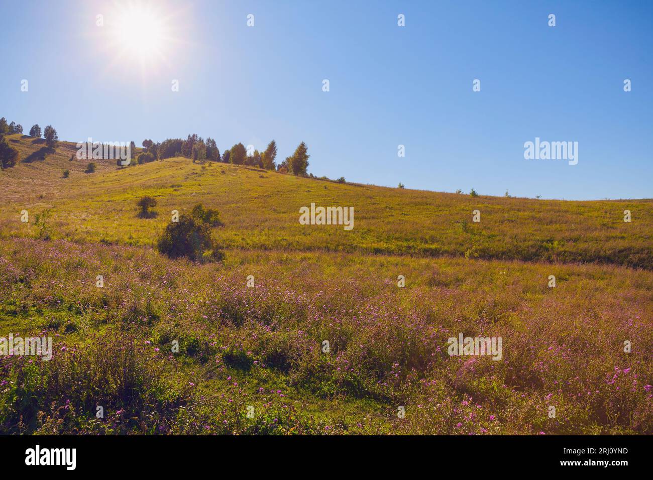 Paesaggio estivo con il sole che splende sulle montagne di Altai in un giorno d'estate, la valle del fiume Katun Foto Stock