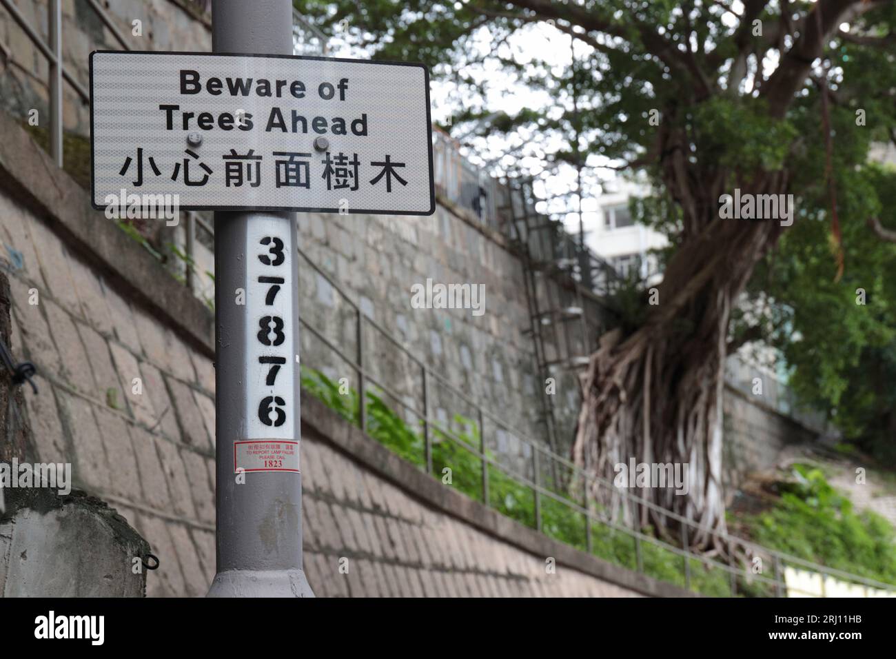 "Attenzione agli alberi davanti", cartello segnaletico su Hospital Road, Sai Ying Pun, Hong Kong Island, Hong Kong RAS, Cina agosto 2023 Foto Stock