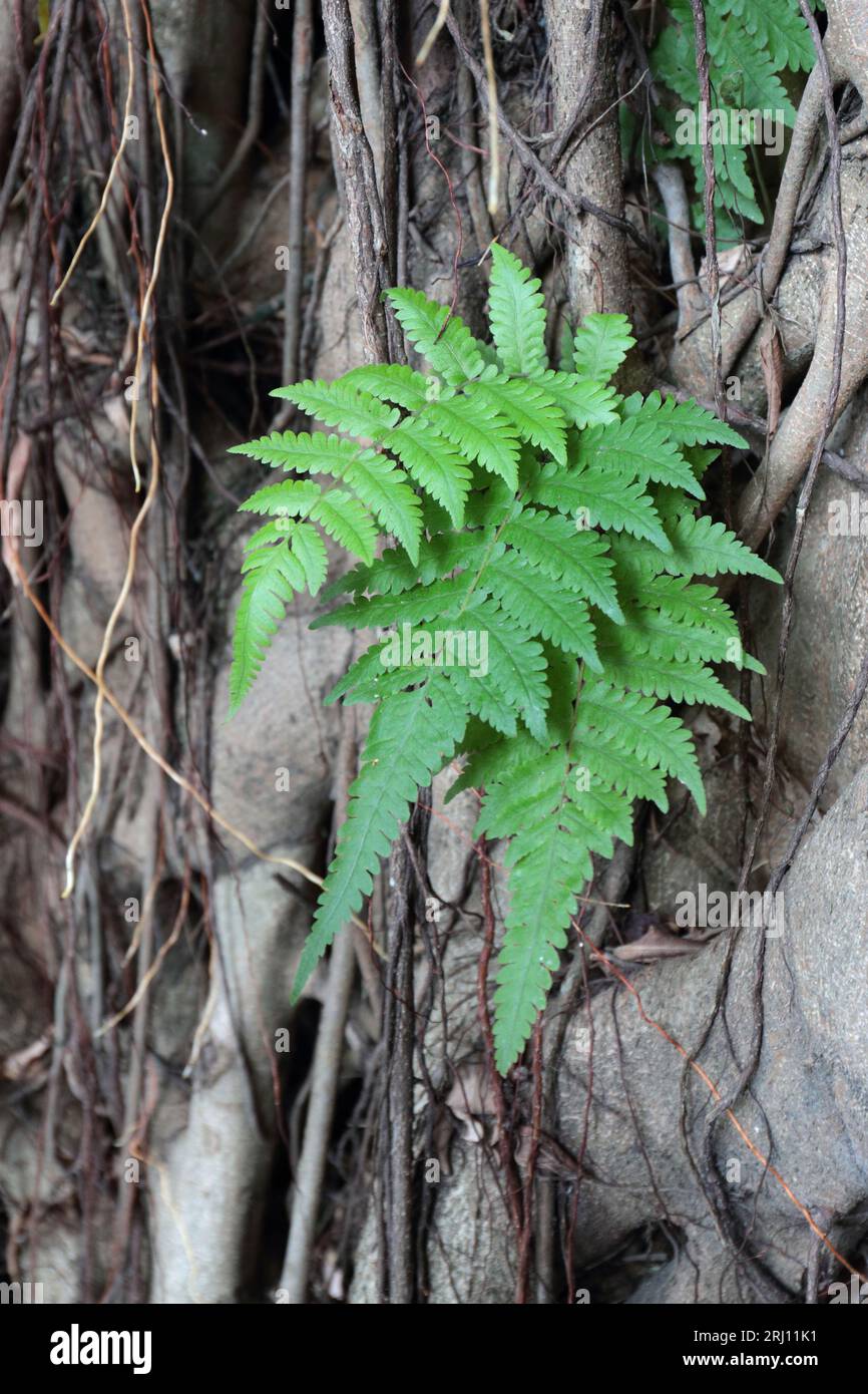 King George V Memorial Park, Sai Ying Pun, Isola di Hong Kong 20 agosto 2023 Foto Stock