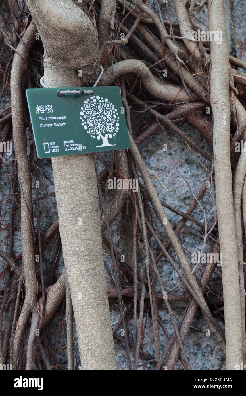 King George V Memorial Park, Sai Ying Pun, Isola di Hong Kong 20 agosto 2023 Foto Stock
