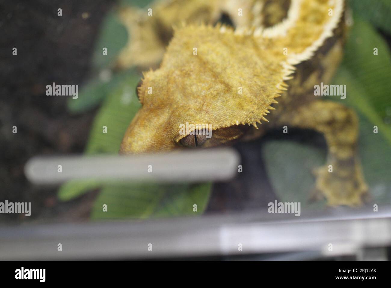 Geco crestato nel terrarium Correlophus ciliatus Foto Stock