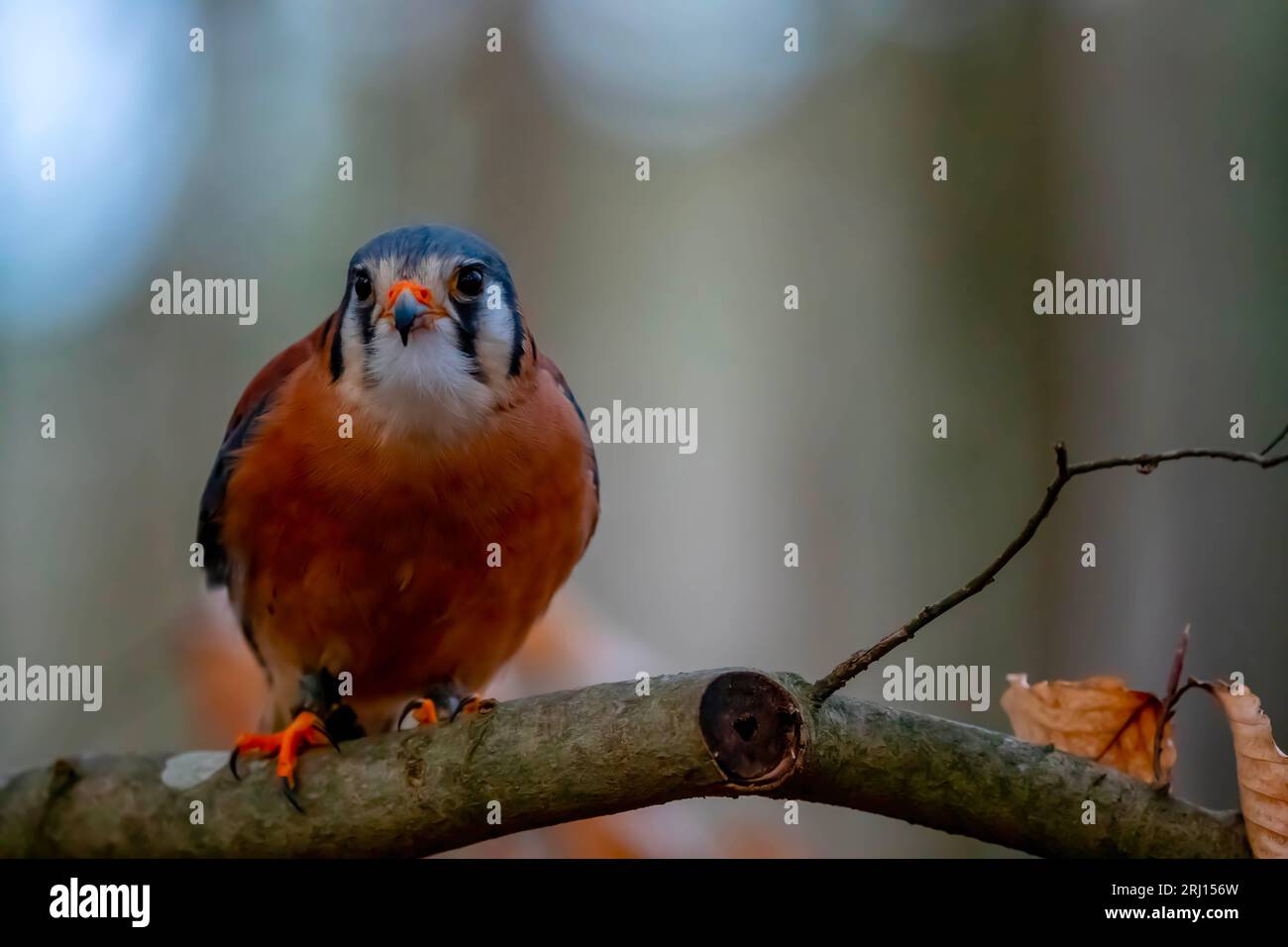 Huntersville, North Carolina, Stati Uniti. 18 marzo 2023. Il gheppio americano (Falco sparverius), chiamato anche falco del passero, è il falco più piccolo e comune del Nord America. (Immagine di credito: © Walter G Arce Sr Grindstone medi/ASP) SOLO USO EDITORIALE! Non per USO commerciale! Foto Stock