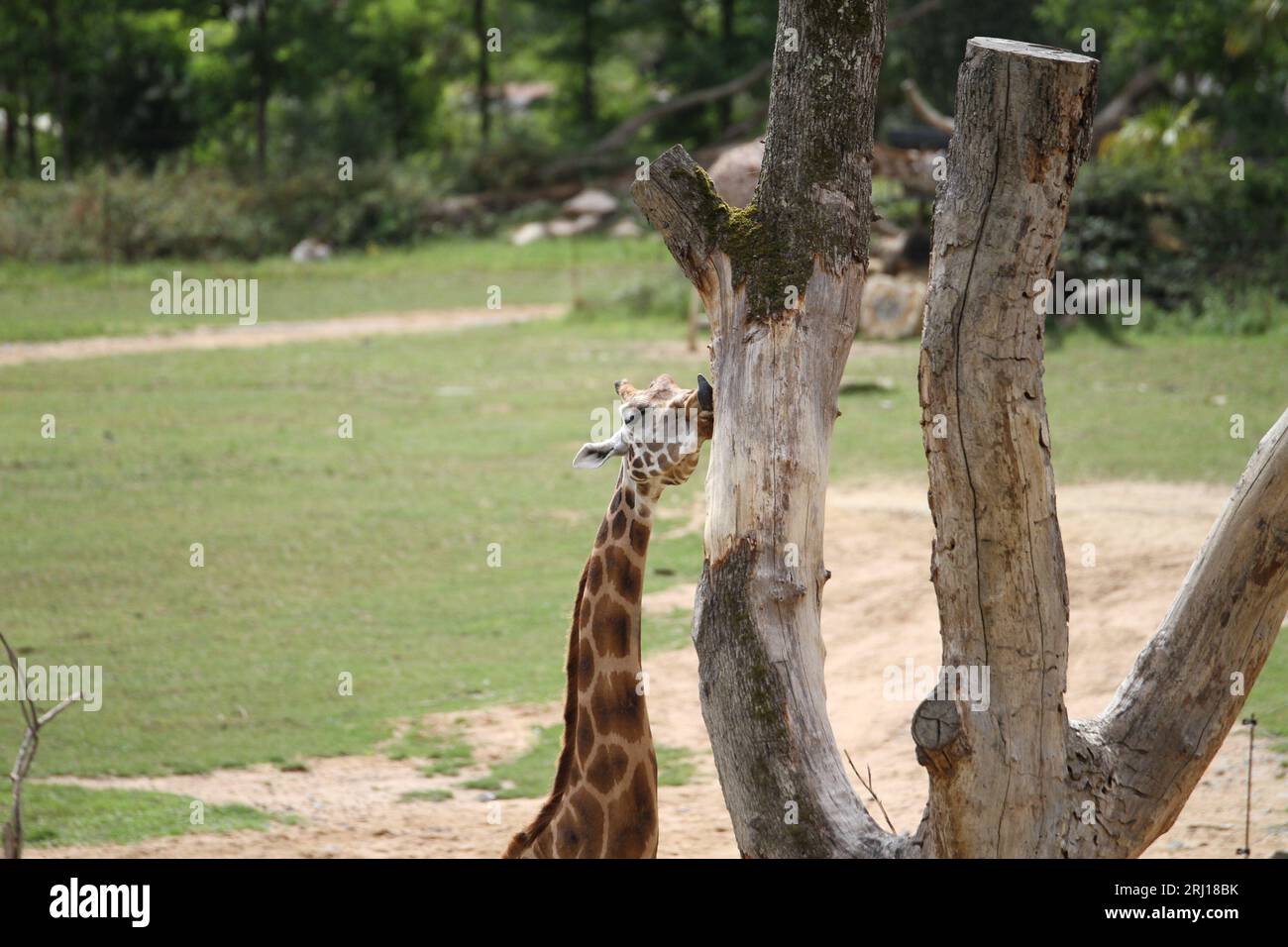 Giraffa fuori leccare un albero Giraffa camelopardalis Foto Stock