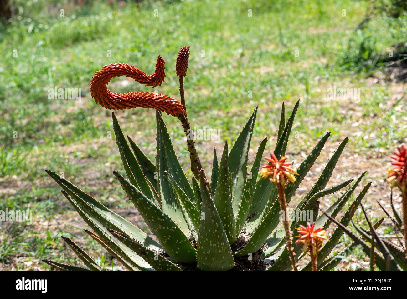 Aloe Ferox nel passo Seweweekspoort , Klein-karoo, Little karoo, Western Cape, Sudafrica. pappagallo seduto su una corda Foto Stock