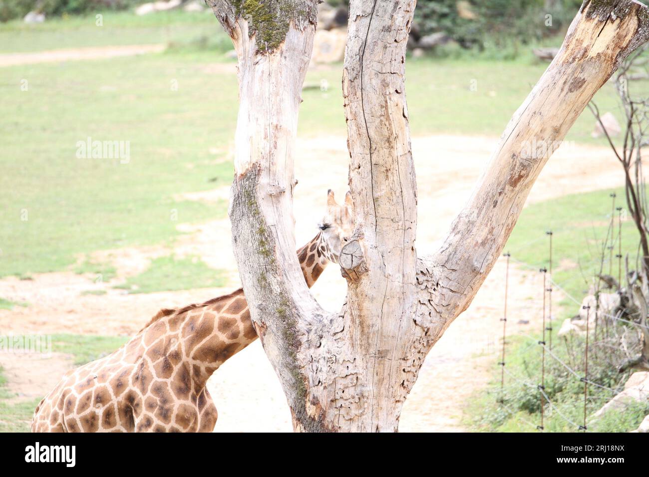 Giraffa fuori leccare un albero Giraffa camelopardalis Foto Stock