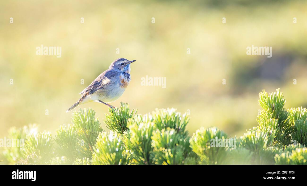 Luscinia svecica svecica si siede in ginocchio sotto Snezka nelle Giganti Mountains e si preoccupa del suo partner, la foto migliore. Foto Stock