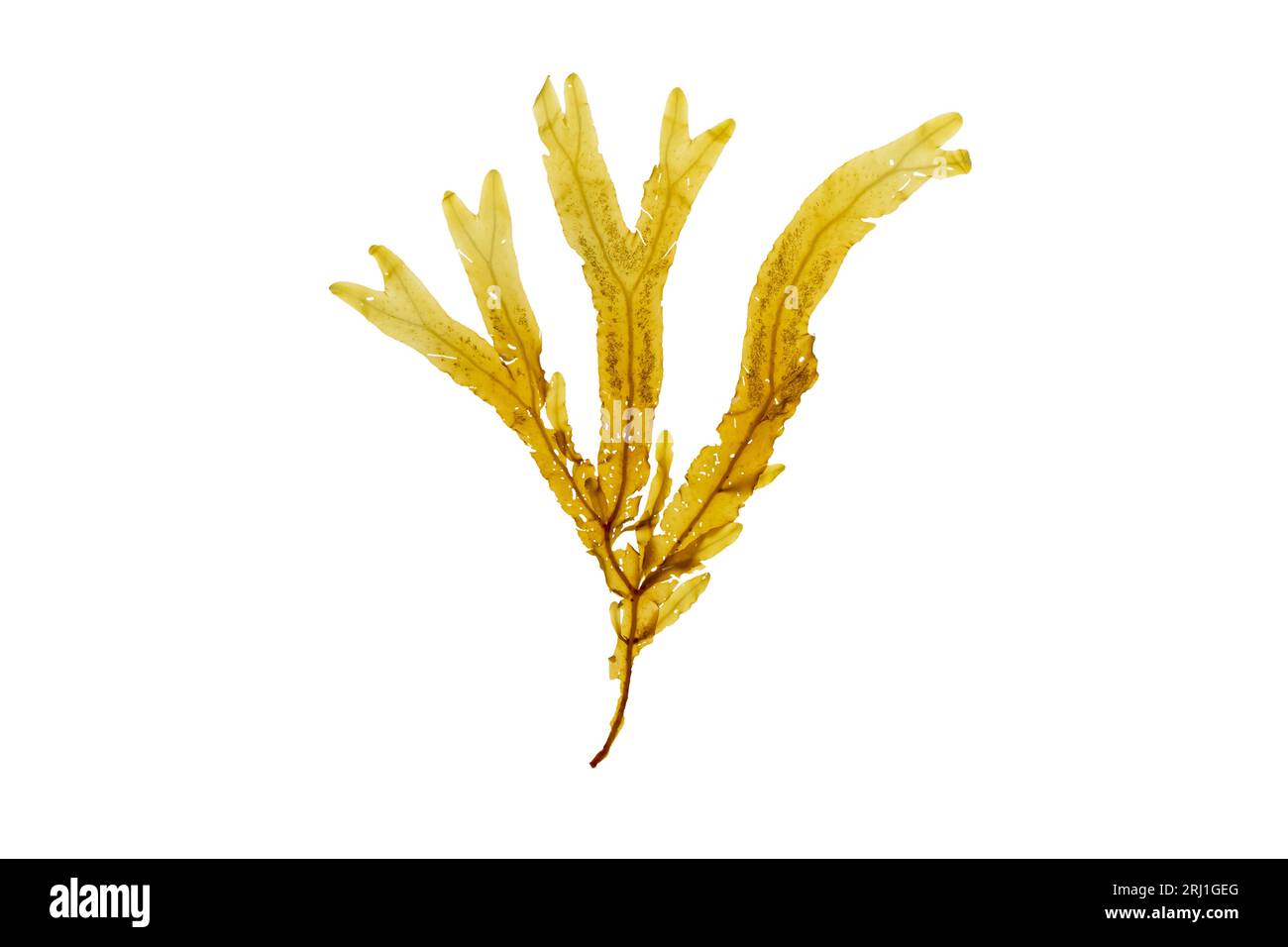Dictyopteris membranacea alghe brune isolate su bianco. Alghe di felce di mare. Foto Stock