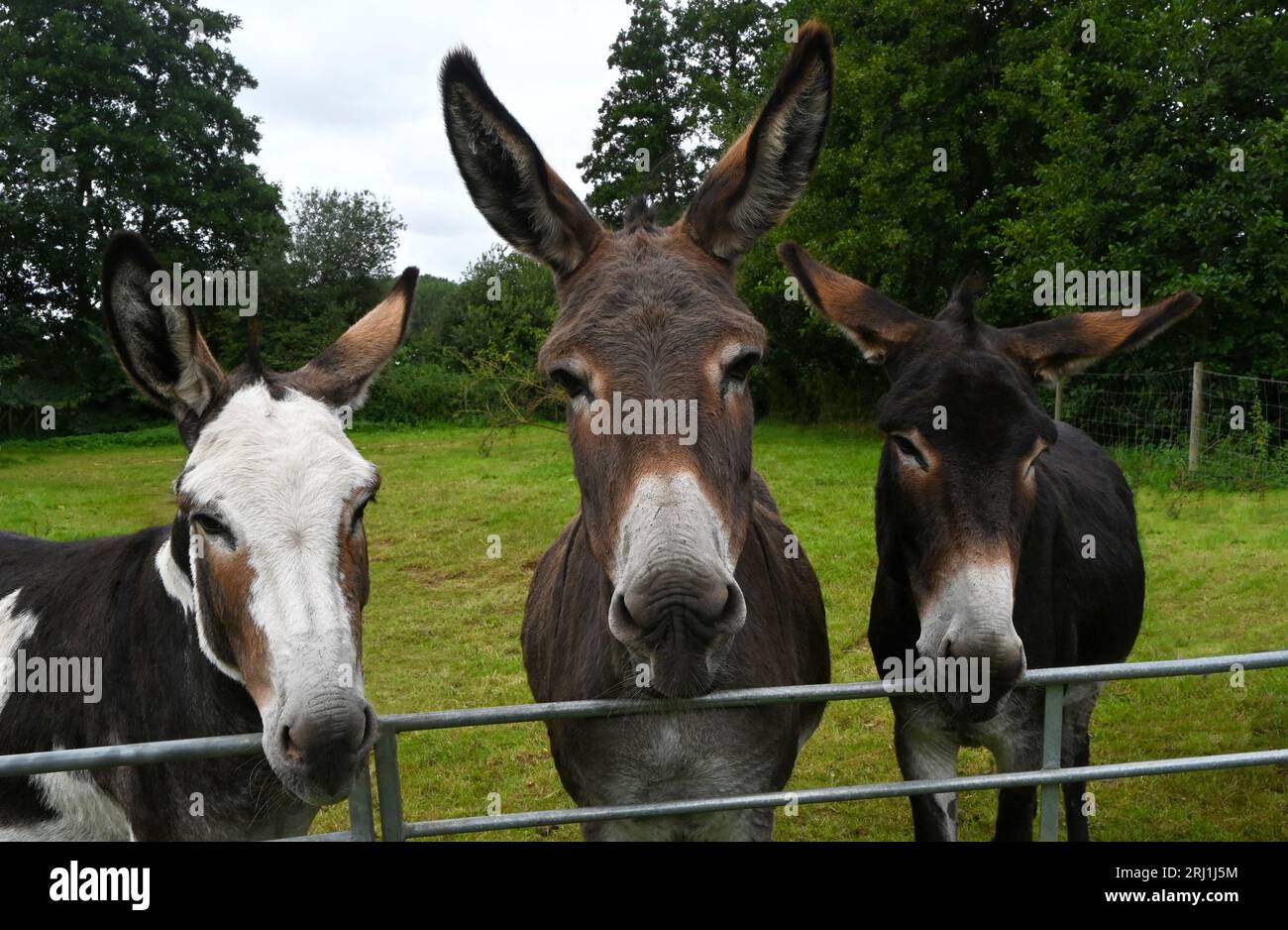 tre asini Foto Stock
