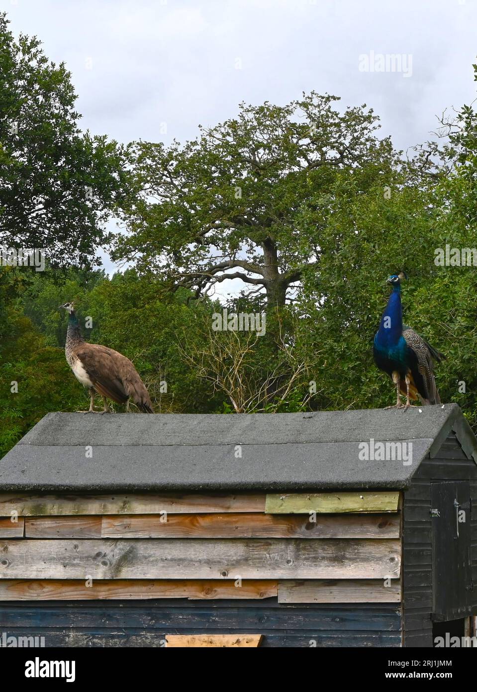 peahen e pavone in piedi sul tetto Foto Stock