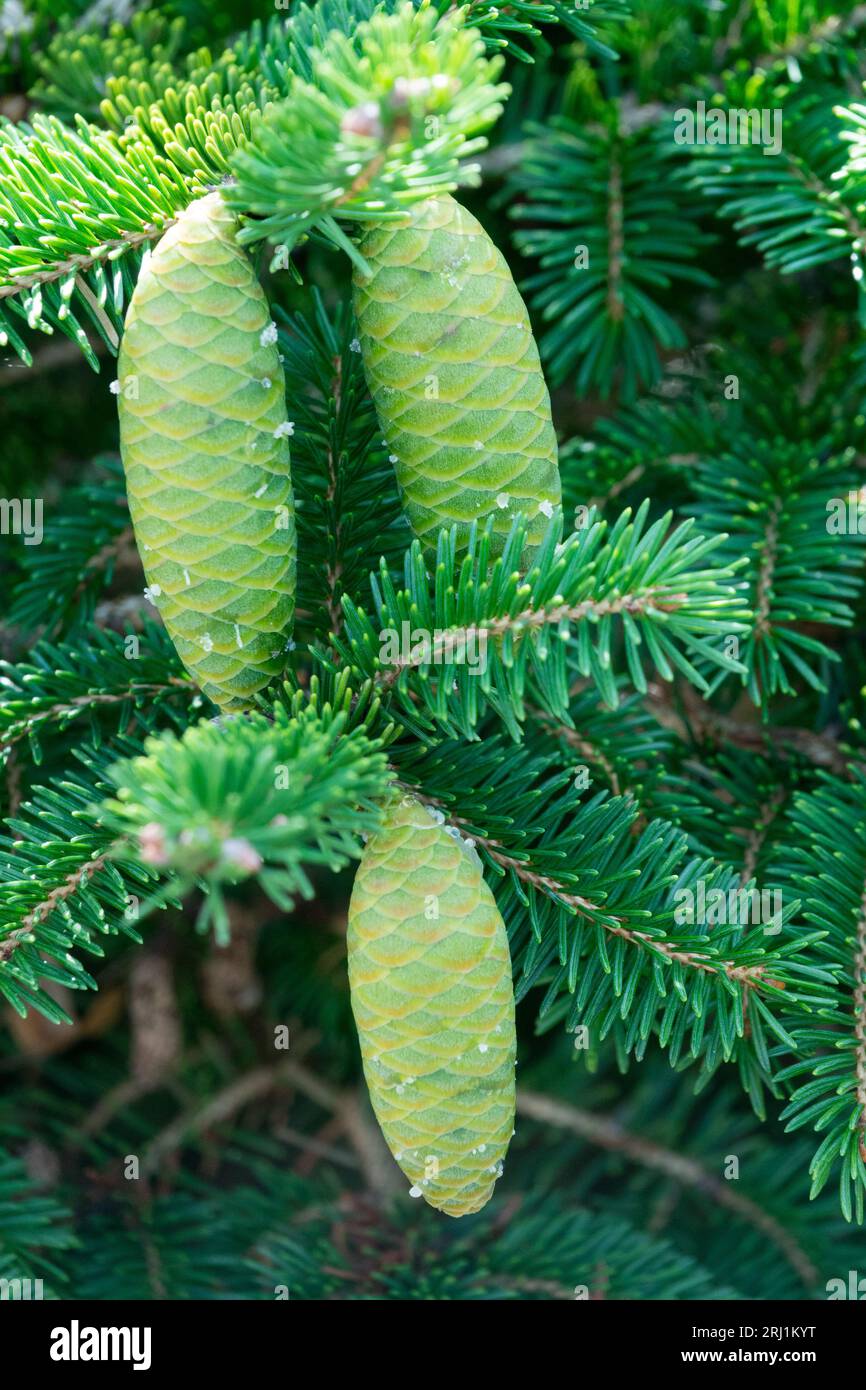 Conifere, coni su ramificazione, Picea wilsonii Foto Stock