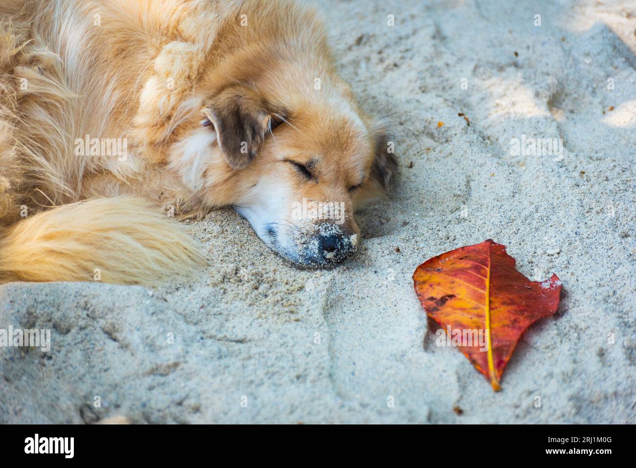 Cane con naso coperto di sabbia che dorme nel pomeriggio sulla spiaggia di Koh Lipe, Thailandia Foto Stock