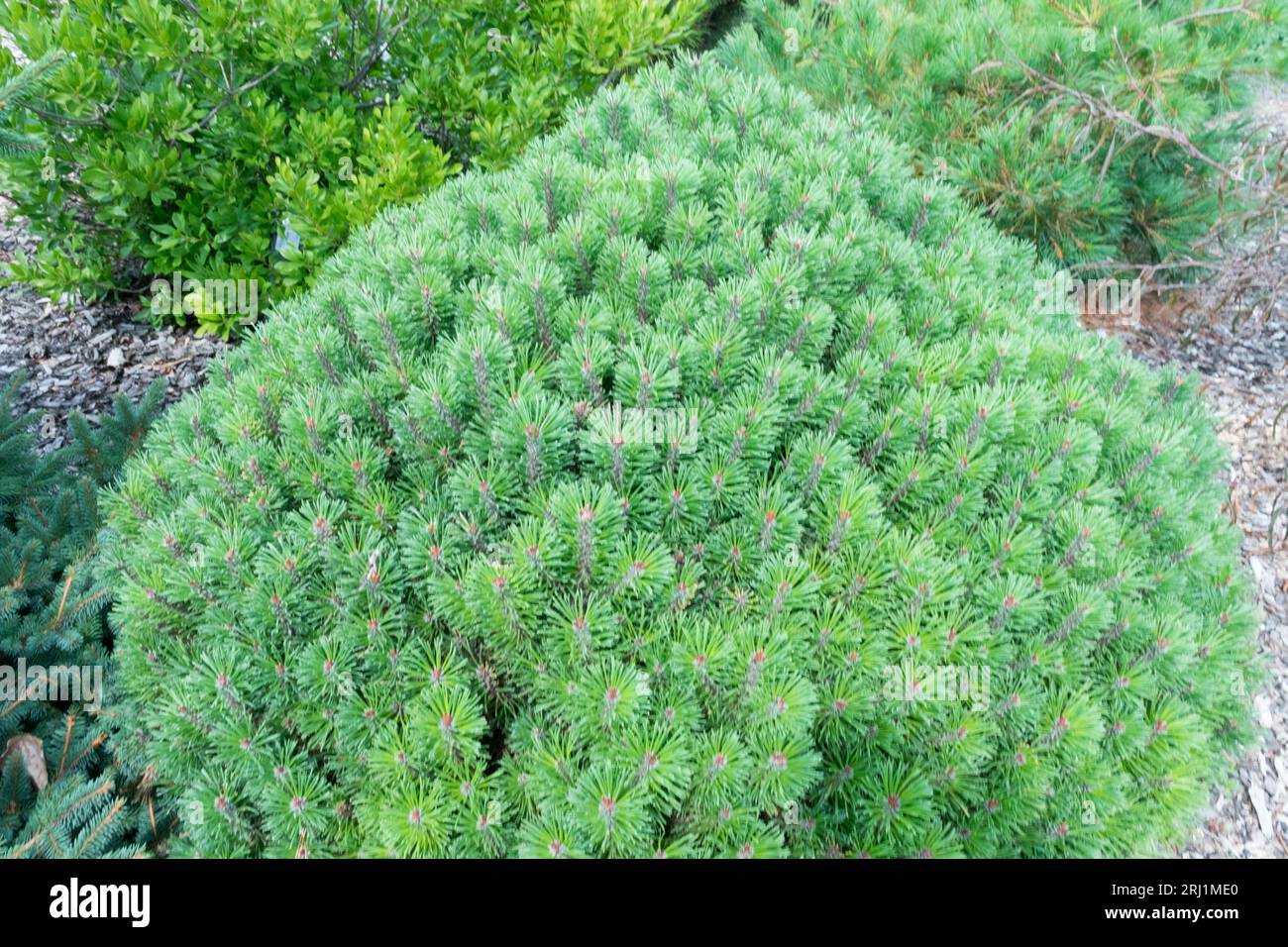 Giardino, Pinus mugo "Red Robe", piccolo, pino, Cultivar, pino di montagna, conifera nana Foto Stock