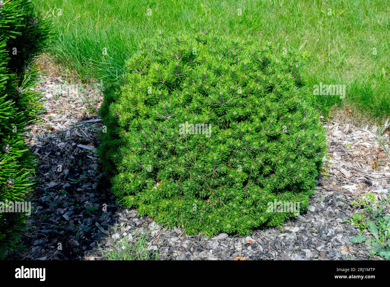 Cuscino, pino, Pinus, montana, Pinus mugo "Mini Mops", pino mugo, nano, conifer, stabilimento Foto Stock