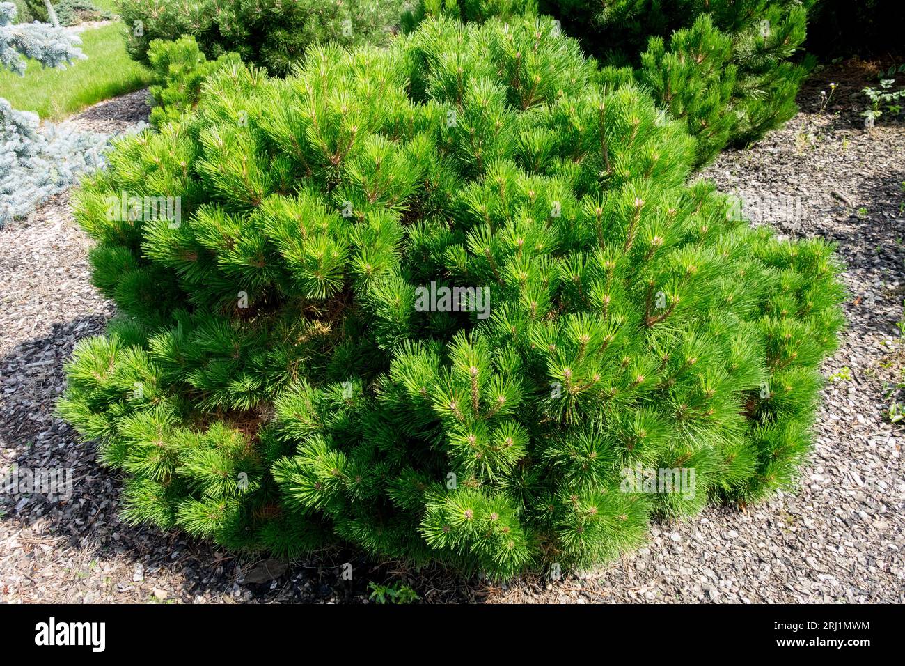 Pinus nigra "Compacta" Austrian Pine Garden Pinus Dwarf Conifer European Pine Coniferous Black Pine Cushion Plant Compact Shape Foto Stock