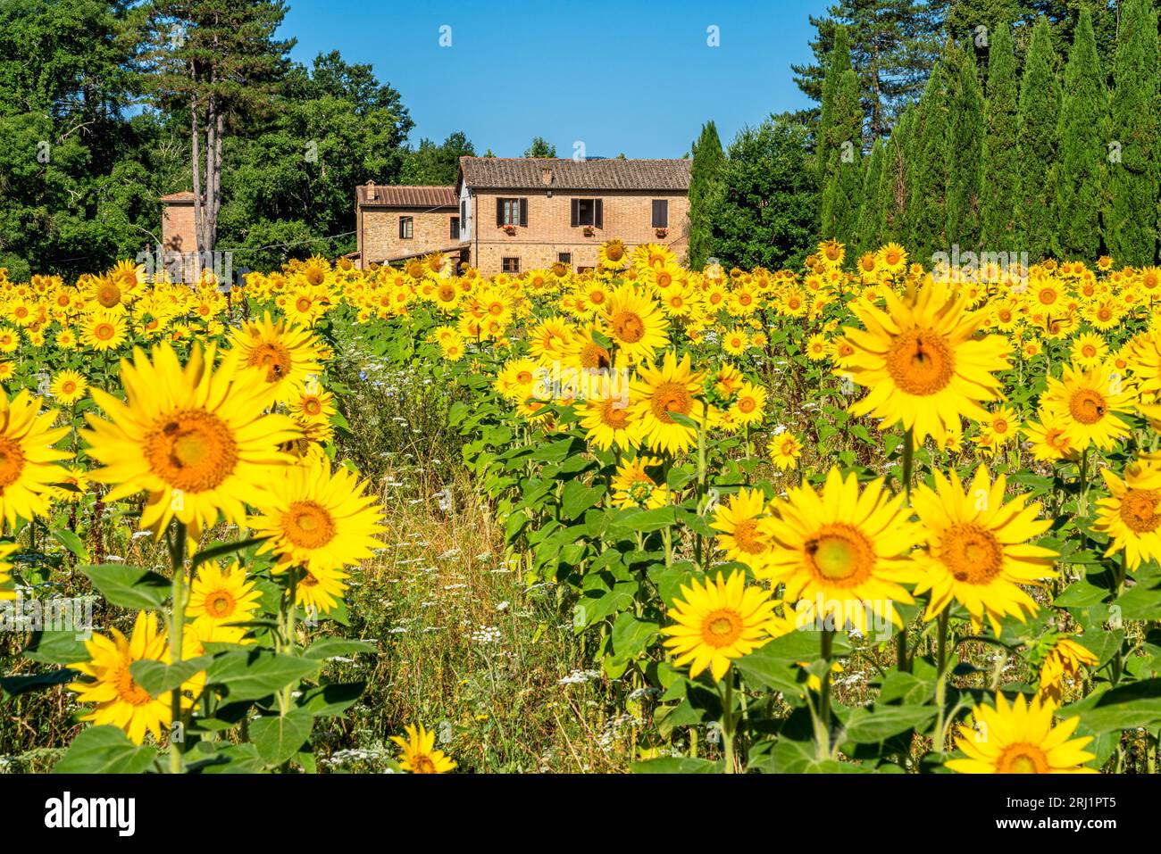 Splendido campo di girasoli vicino all'abbazia di San Galgano. Provincia di Pisa, Toscana, Italia. Foto Stock