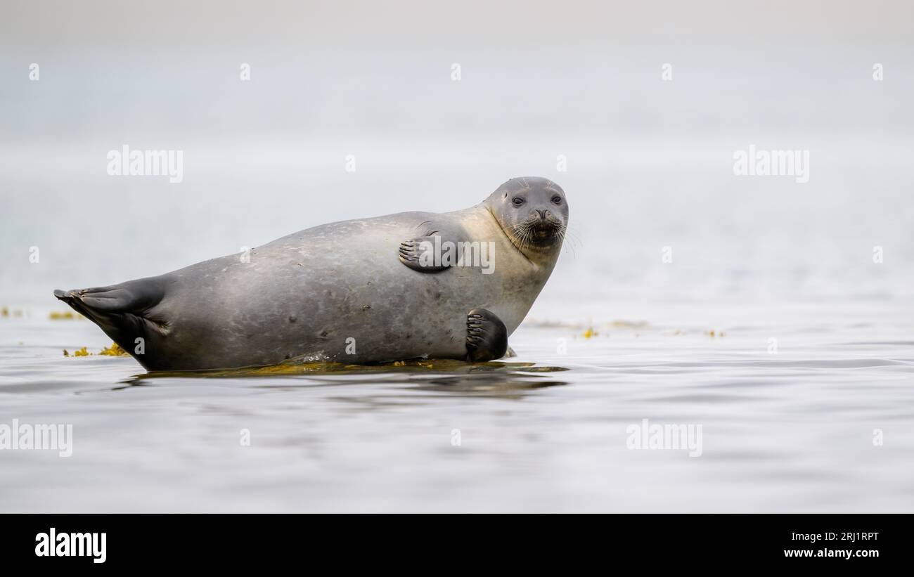 Primo piano della foca del porto (Phoca vitulina) alle Svalbard, Norvegia Foto Stock