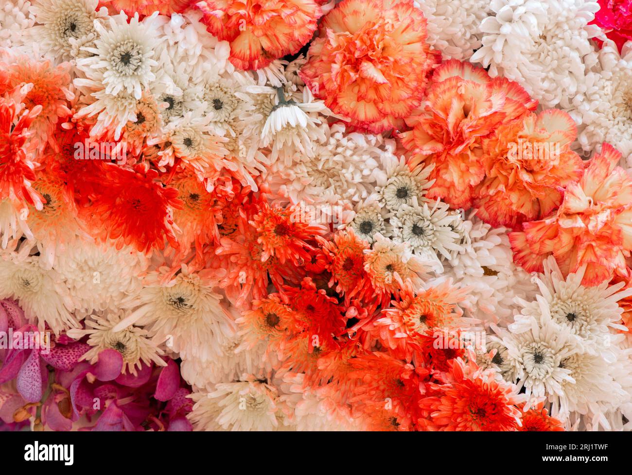 Fiore di crisantemo e fiore di garofano sullo sfondo Foto Stock