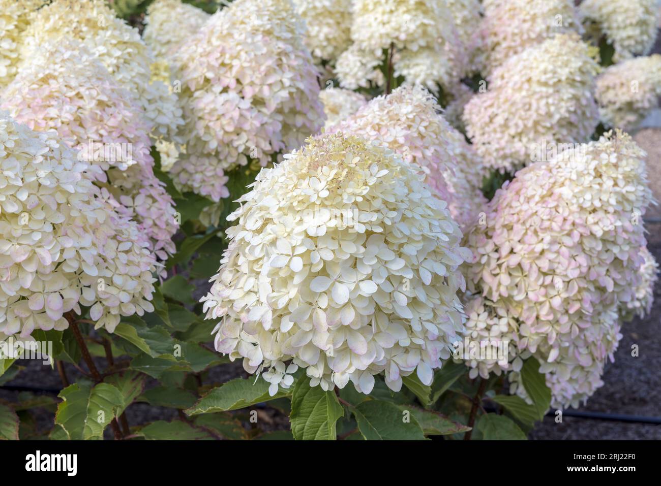 Primo piano di grandi gruppi di ortensie panicle anche Hydrangea paniculata in un giardino. Foto Stock