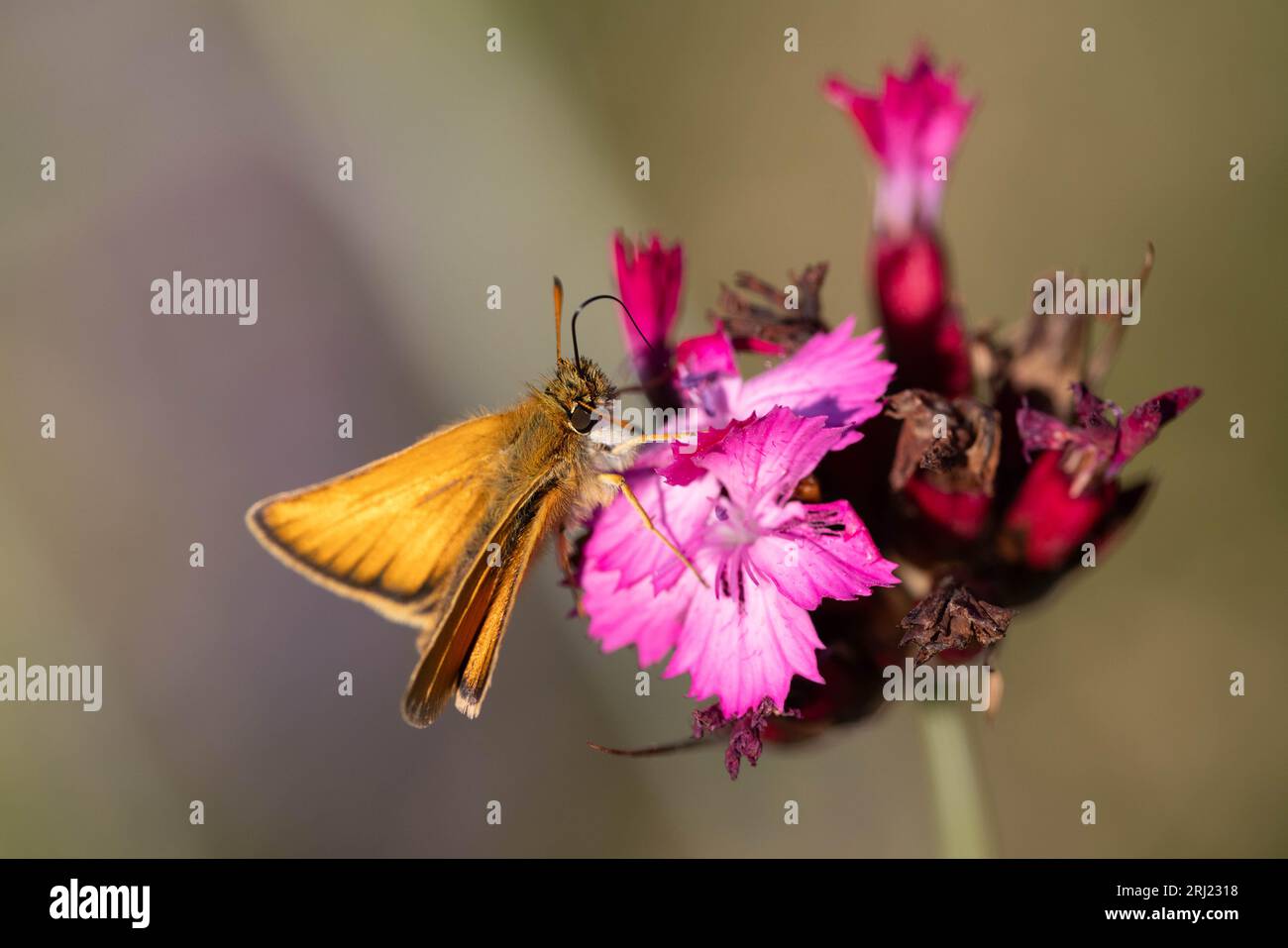 Farfalle skipper su garofano Foto Stock