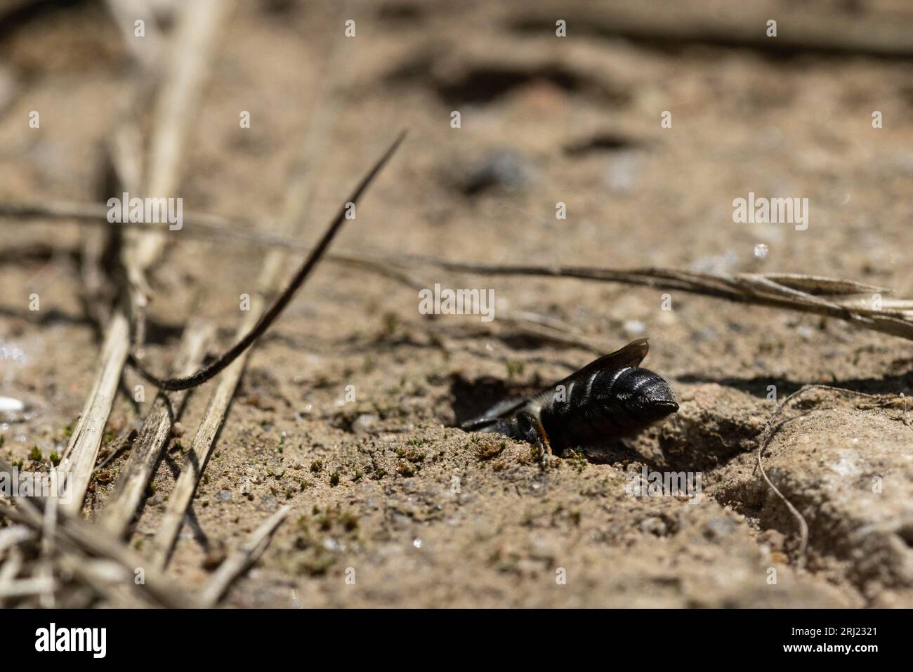 Ape di sabbia, ape solitaria (Sandbiene, Andrena, Andreana coitana) che scavano una tana Foto Stock