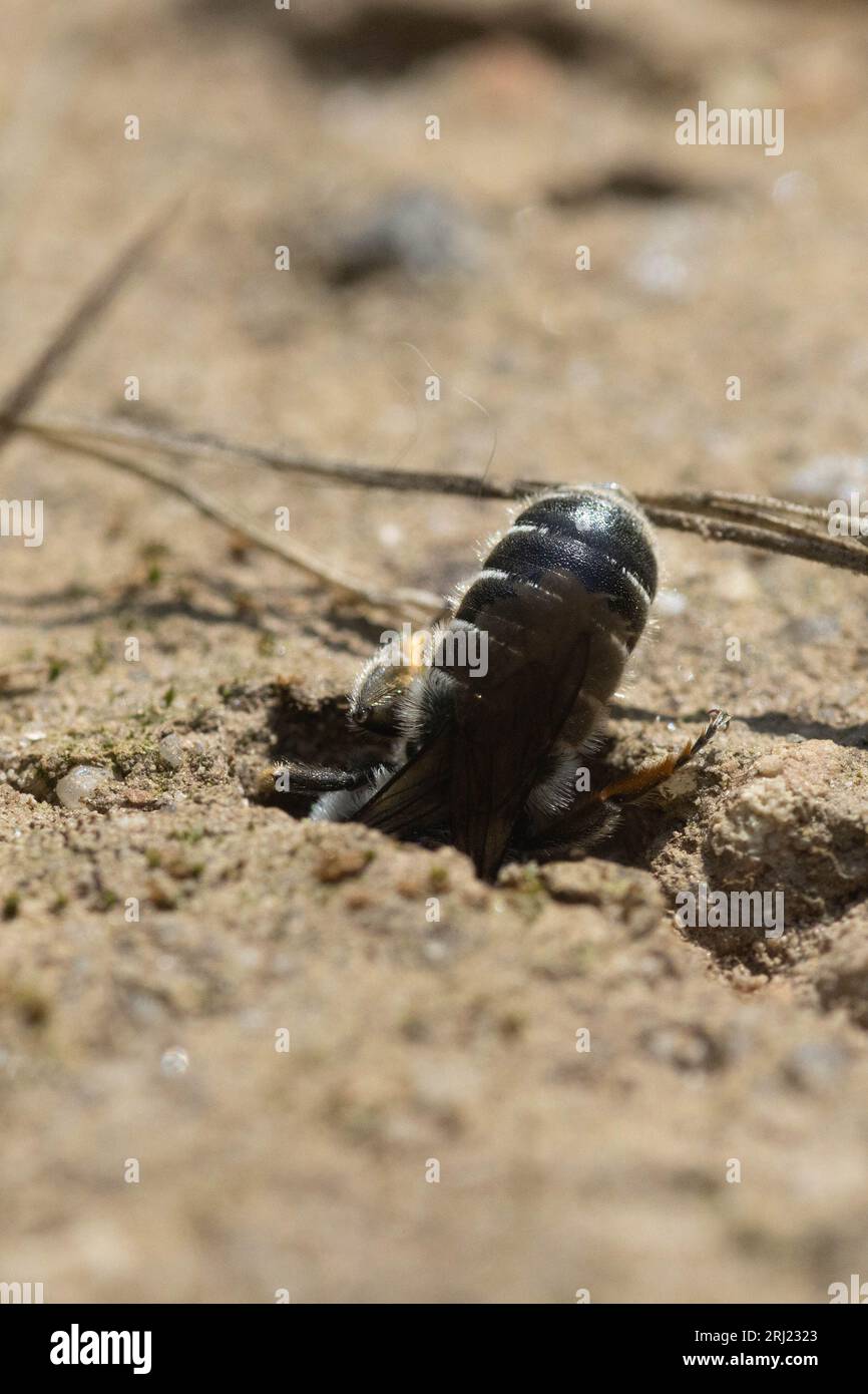 Ape di sabbia, ape solitaria (Sandbiene, Andrena, Andreana coitana) che scavano una tana Foto Stock