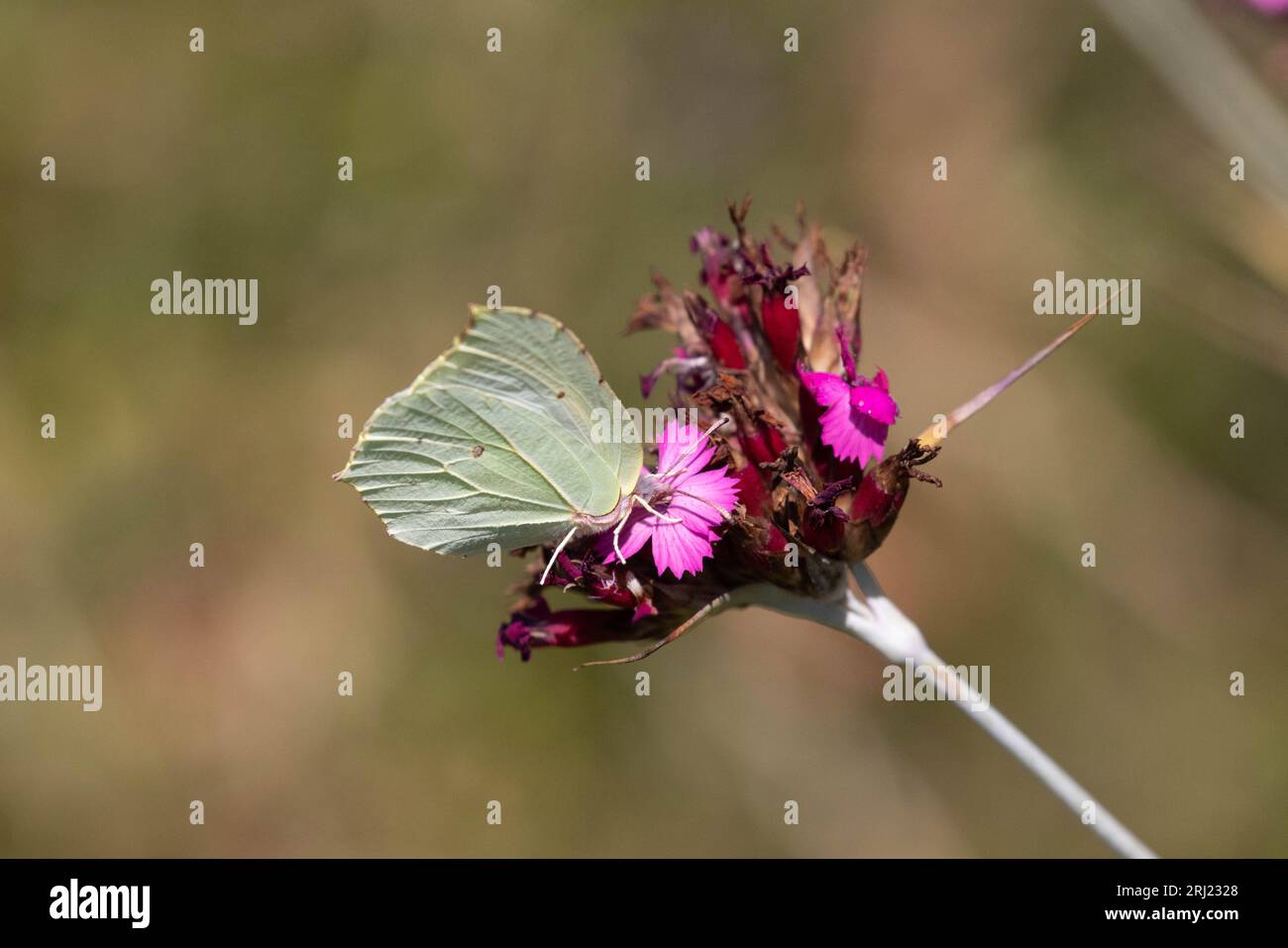 Brimstone Butterfly seduta sul garofano Foto Stock