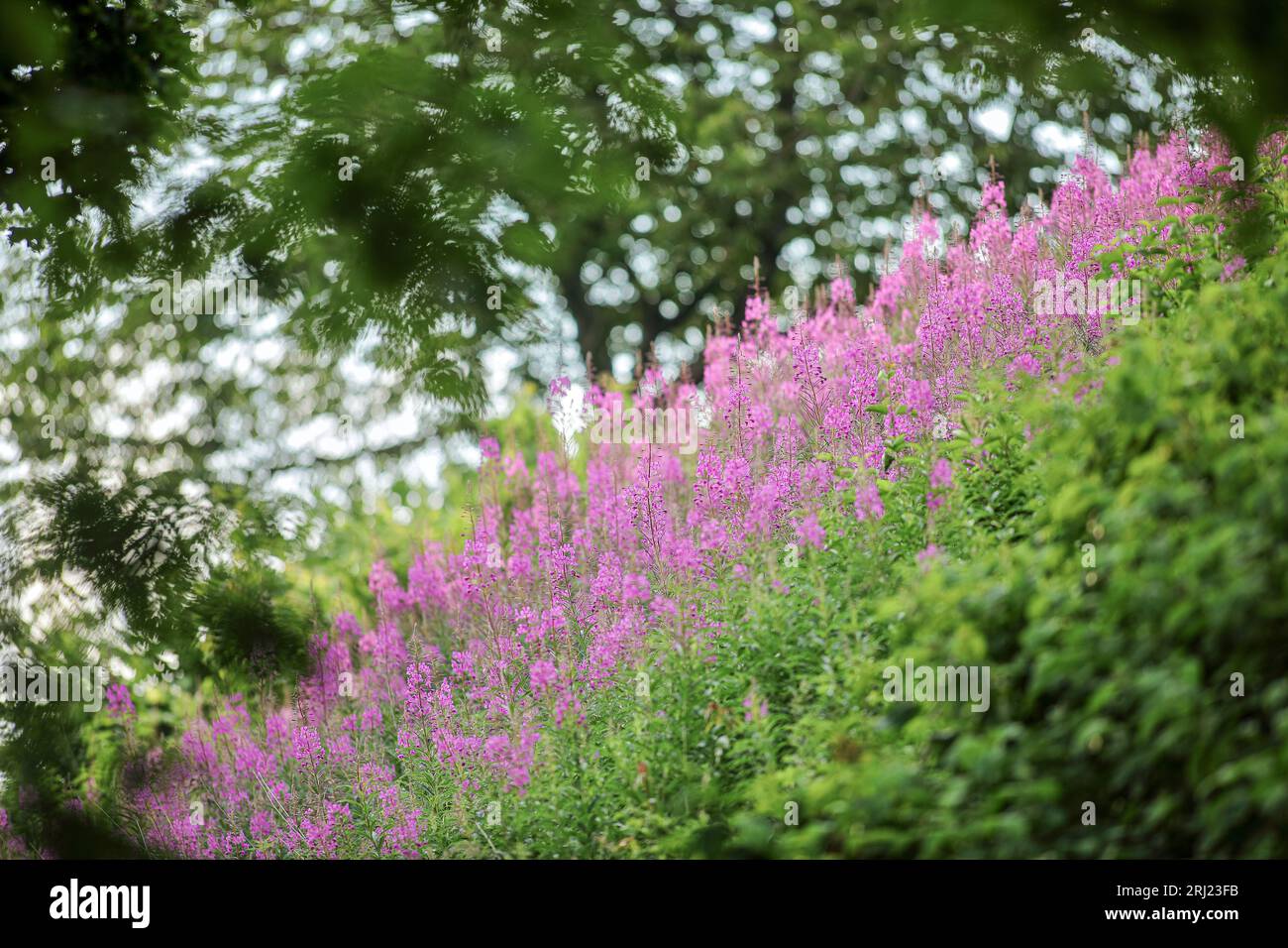Willowhere a foglie strette, Epilobium Angustifolium Foto Stock