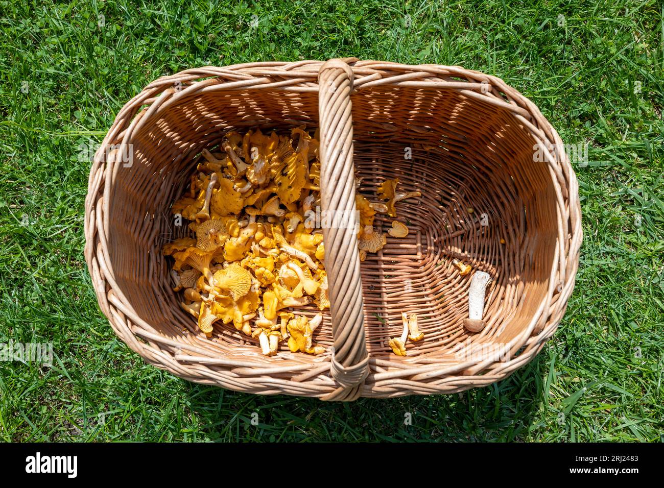 Portanelle gialle appena raccolte in un cesto di vimini su erba verde. Foto Stock