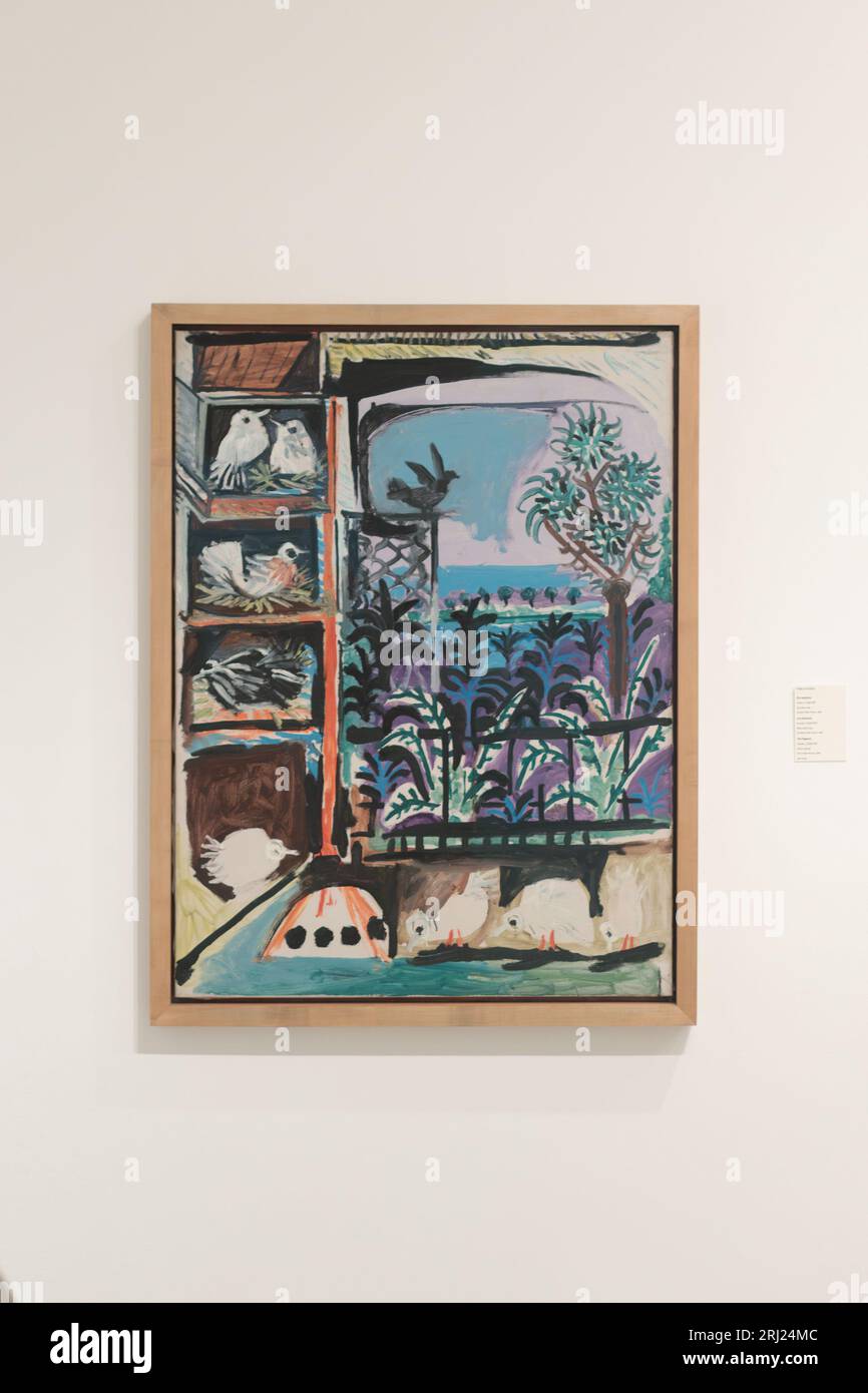 Dipinto iconico "Pigeons, 1957" di Pablo Picasso esposto nel Museo Picasso di Barcellona Foto Stock