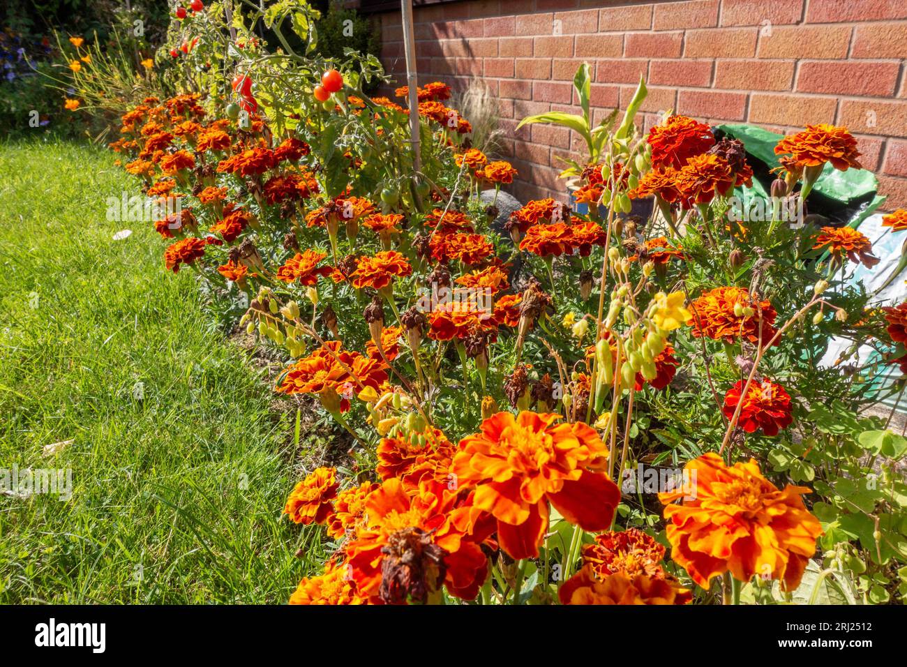 "Camen" di Marigold francese fiorito in un letto di fiori in un giardino residenziale Foto Stock