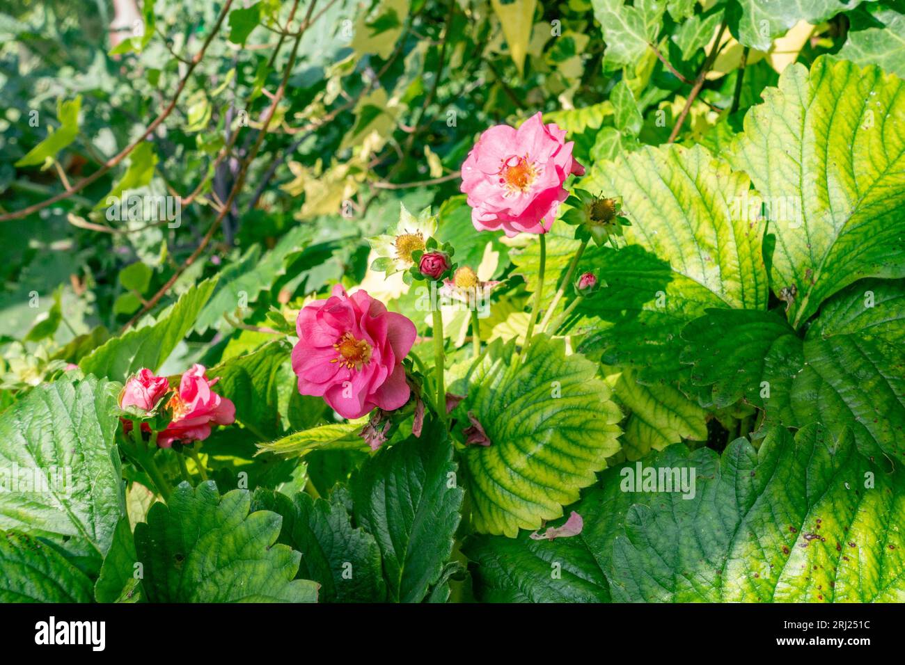 La fragola "Summer Breeze Cherry" cresce e fiorisce in un giardino residenziale con fiori rosa. Foto Stock
