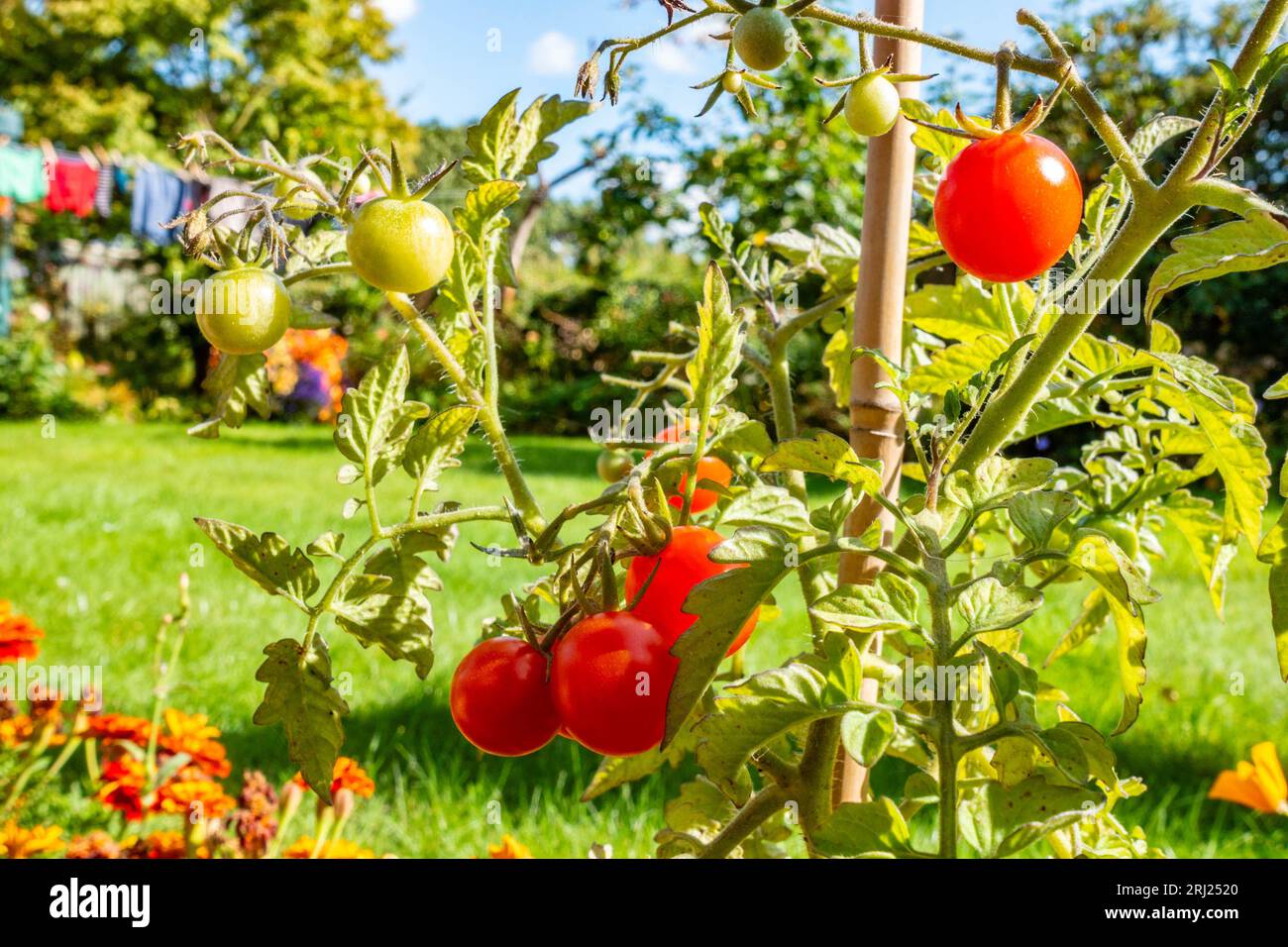 Pomodori ciliegini "Lizzano" che crescono e maturano su piante che crescono al confine di un giardino. Foto Stock