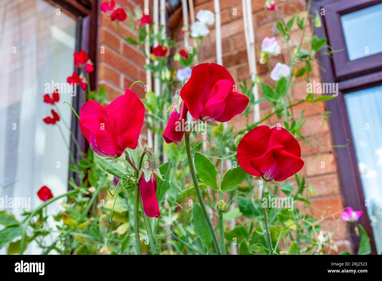 Fiori di piselli rossi dolci in un giardino residenziale Foto Stock