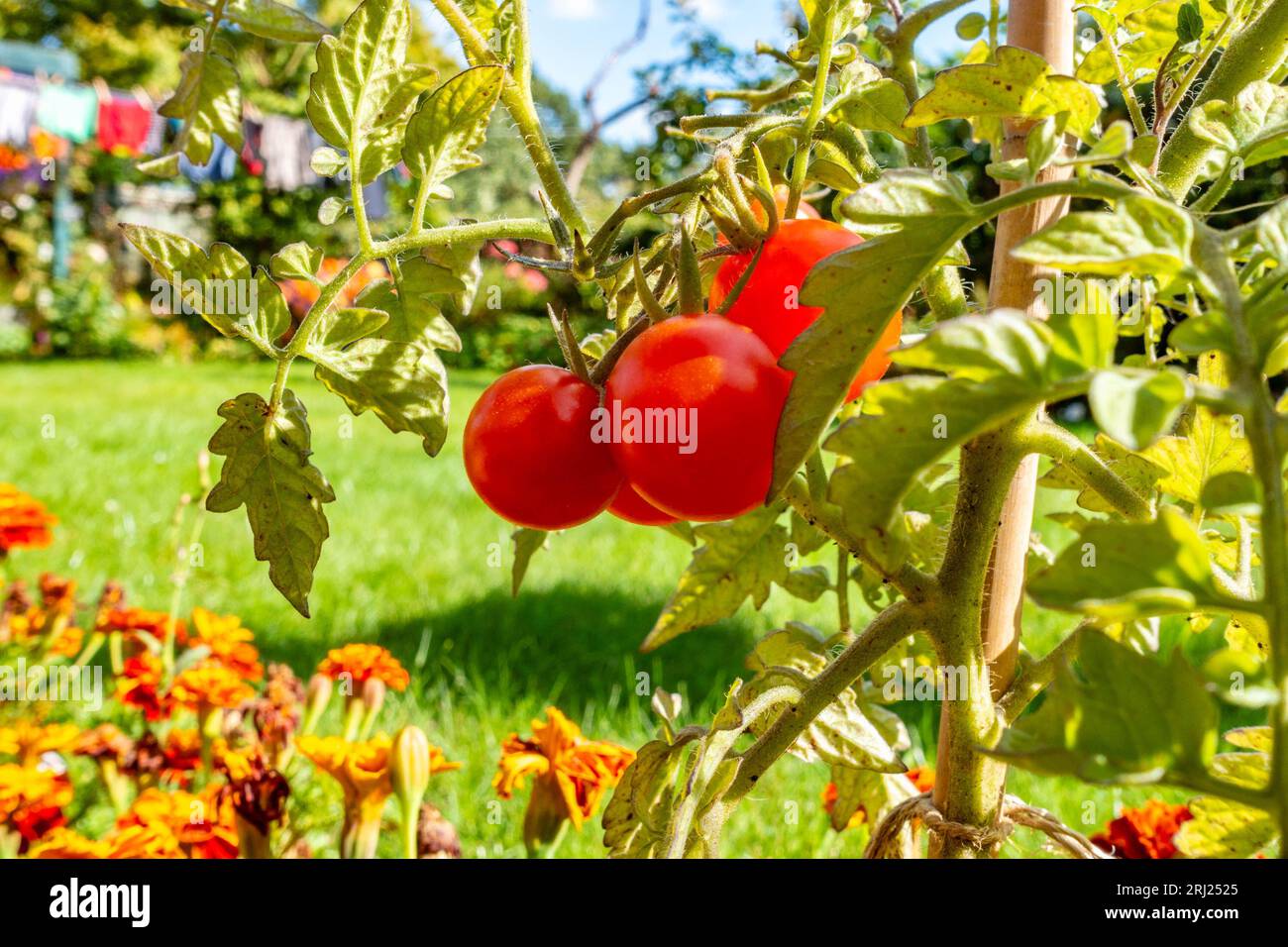 Pomodori ciliegini "Lizzano" che crescono e maturano su piante che crescono al confine di un giardino. Foto Stock