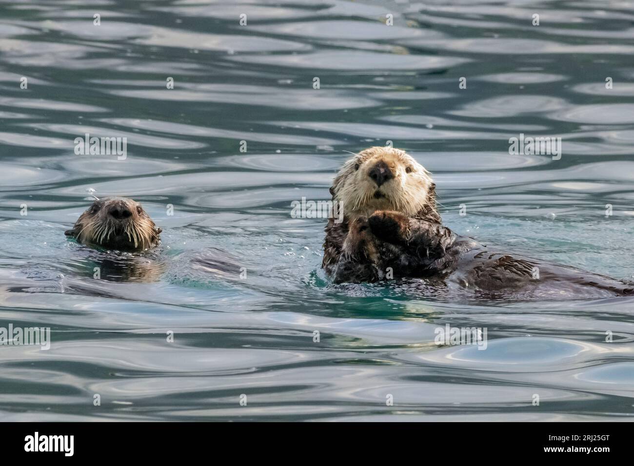 ; Lontra di mare; mammiferi marini; Alaska Foto Stock