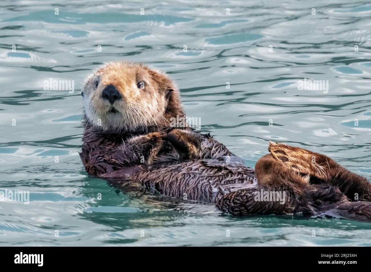 ; Lontra di mare; mammiferi marini; Alaska Foto Stock